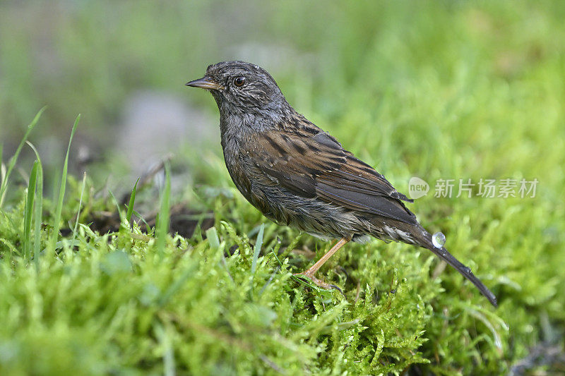 夏枯草(Prunella modularis)